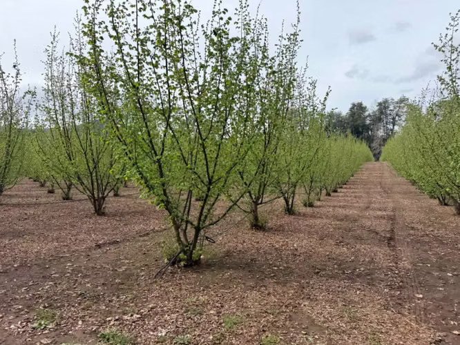 Agrícola en venta de 250ha ubicado en Villarrica Alto