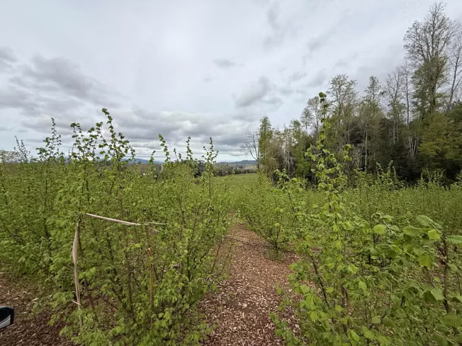 Agrícola en venta de 250ha ubicado en Villarrica Alto