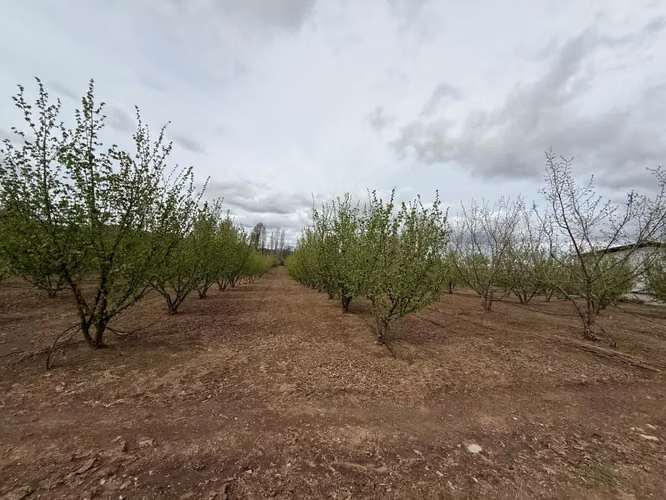 Agrícola en venta de 250ha ubicado en Villarrica Alto