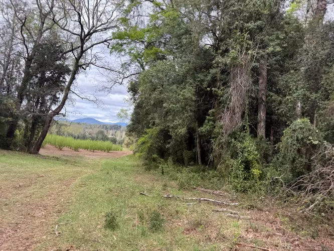 Agrícola en venta de 250ha ubicado en Villarrica Alto