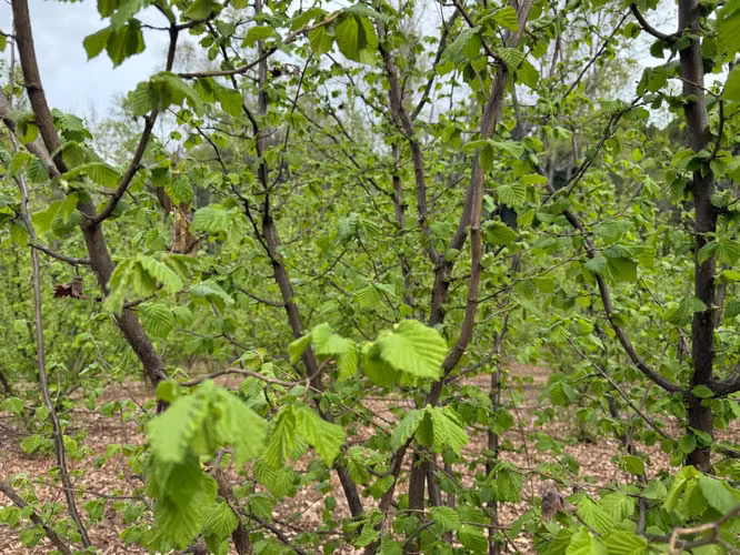 Agrícola en venta de 250ha ubicado en Villarrica Alto