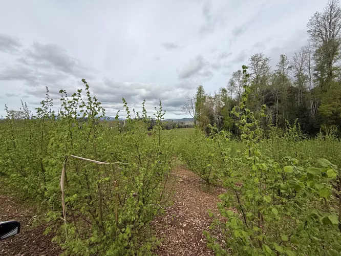 Agrícola en venta de 250ha ubicado en Villarrica Alto