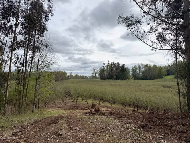 Agrícola en venta de 250ha ubicado en Villarrica Alto