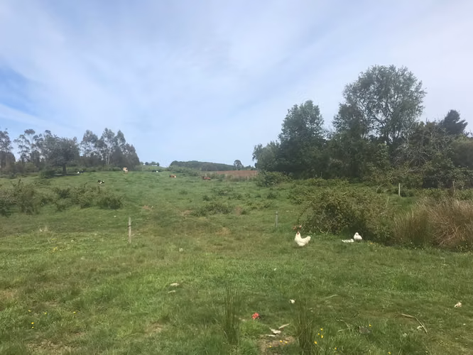 Campo ubicado en Los Muermos, sector El Melí de 19 hectáreas.