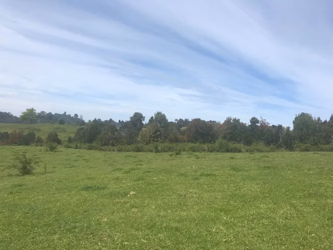 Campo ubicado en Los Muermos, sector El Melí de 19 hectáreas.