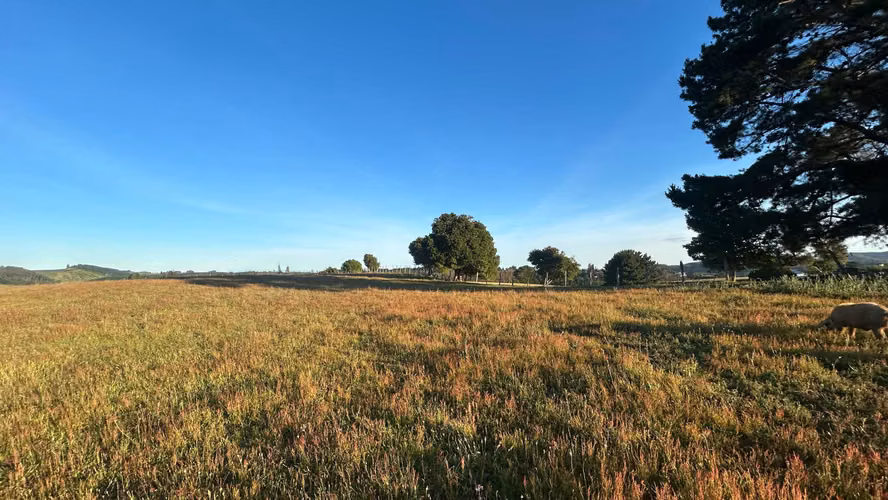VENDEMOS PARCELAS DE 5.000 M2 Y 10.000 M2 EN LA UNION - Imagen 12