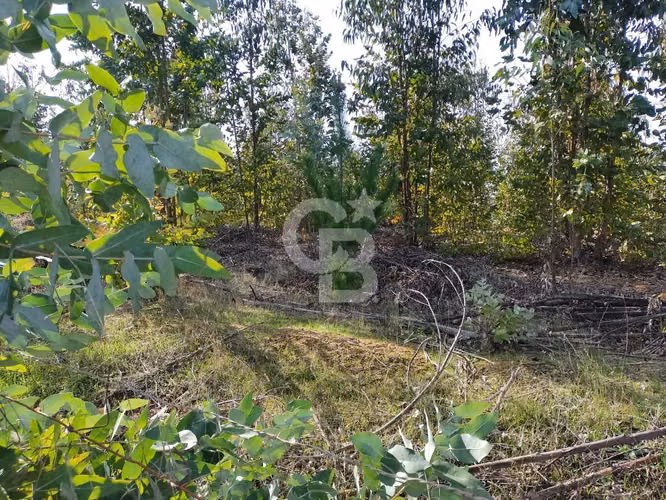 Hermoso sitio en el sector de Paredones.