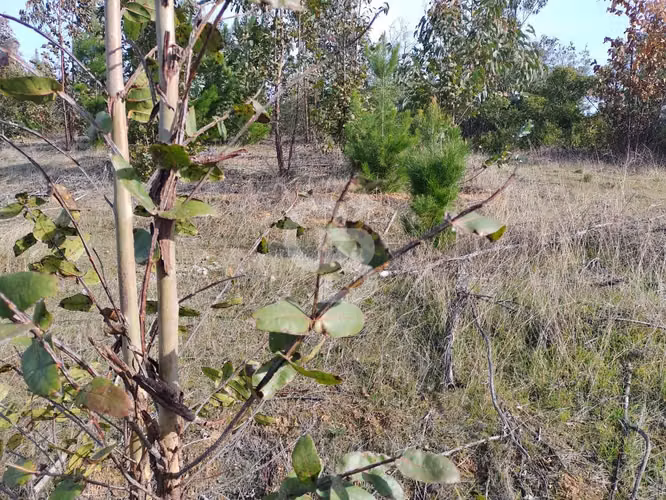 Hermoso sitio en el sector de Paredones.