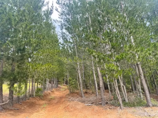 Se Vende  campo de 4 hectáreas en Florida 8va Región