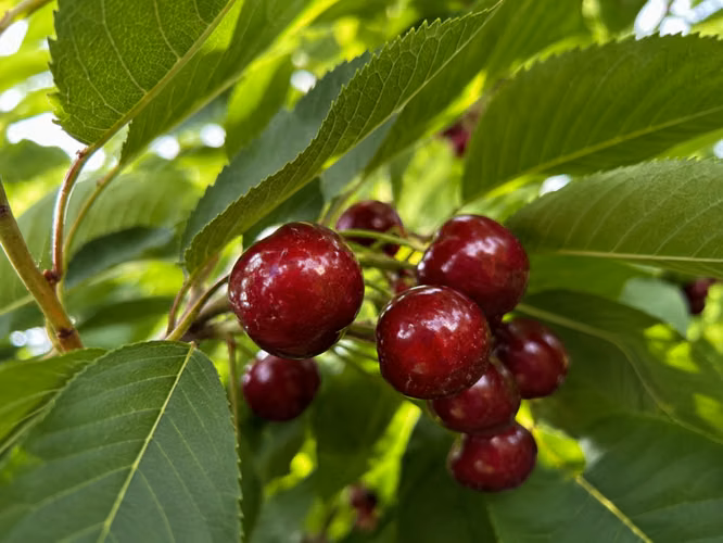 16,6 HECTÁREAS DE CEREZOS