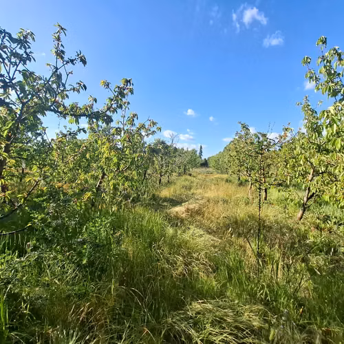 EN VENTA HERMOSA PARCELA DE 4,4 HECTAREAS -SAN IGNACIO