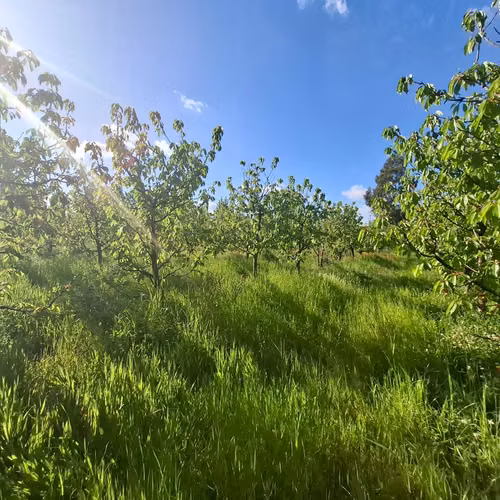 EN VENTA HERMOSA PARCELA DE 4,4 HECTAREAS -SAN IGNACIO