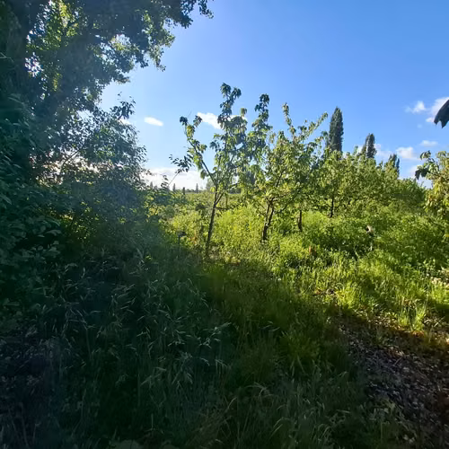 EN VENTA HERMOSA PARCELA DE 4,4 HECTAREAS -SAN IGNACIO