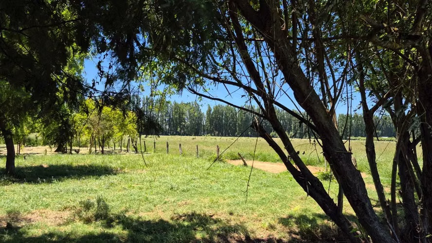 Se Vende Parcelas, 5.000 Mt2, Camino El Peral (132185)