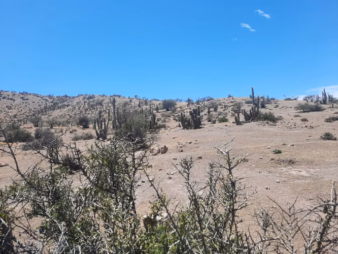 Vendo 5000 m2 parcela San Felipe - Imagen 1