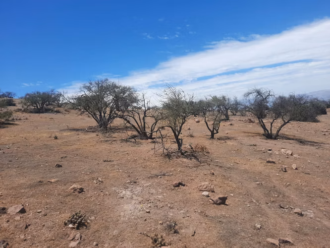 Vendo 5000 m2 parcela San Felipe - Imagen 3