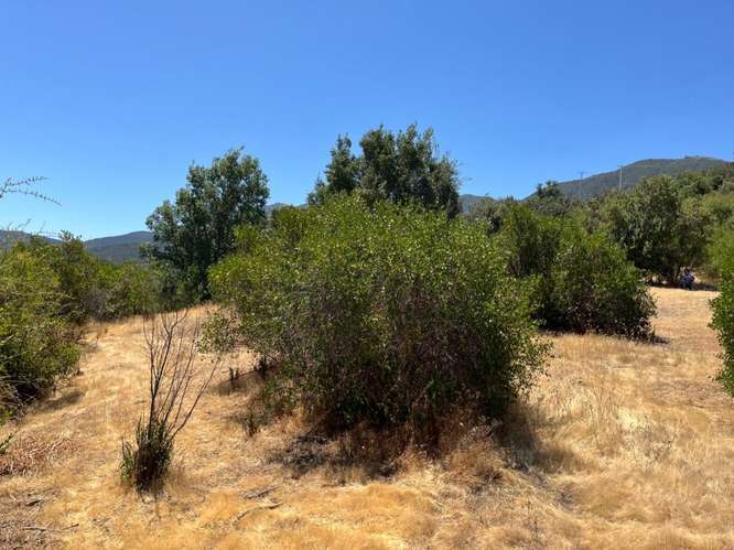 PARCELA DE 10.000 M² EN VENTA – CURACAVÍ, CERCANA
