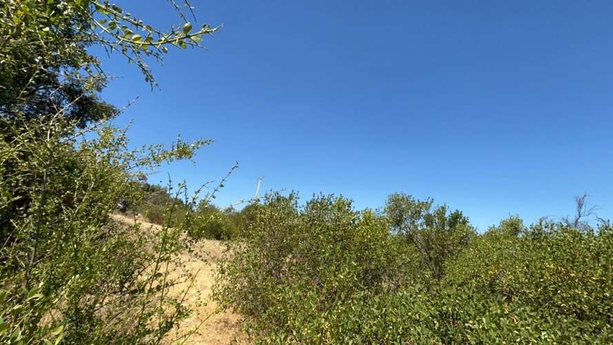 PARCELA DE 10.000 M² EN VENTA – CURACAVÍ, CERCANA