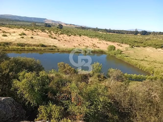 VENTA – Campo Productivo 204 ha · Cauquenes (Curica)