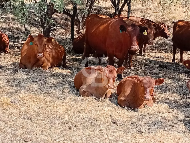 VENTA – Campo Productivo 204 ha · Cauquenes (Curica)