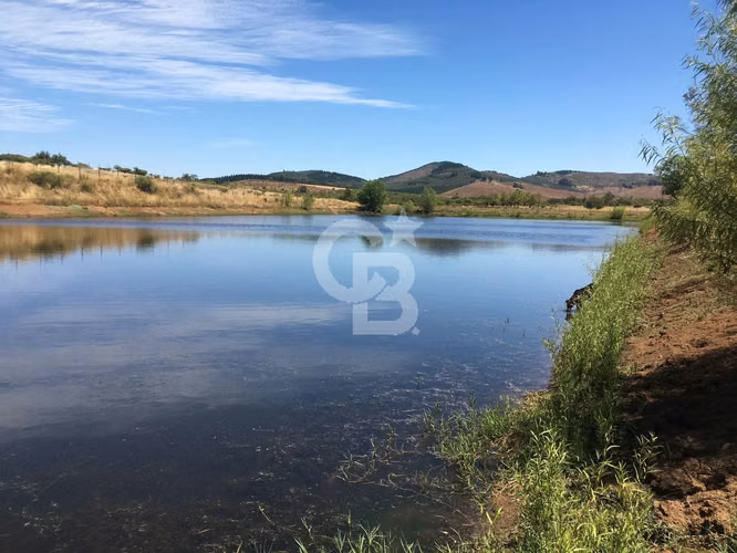 VENTA – Campo Productivo 204 ha · Cauquenes (Curica)
