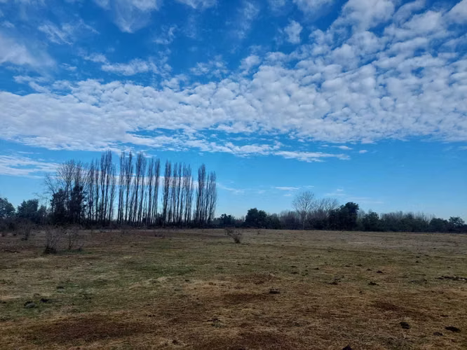 6 hectáreas con agua de riego en Longaví (135841)