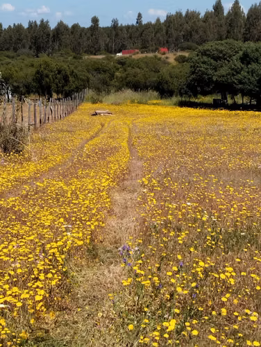 EN VENTA PARCELA SECTOR QUIÑIHUAO - SAN NICOLAS