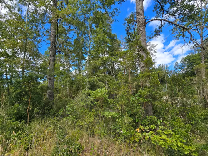 Cabaña en Venta en Parcela de 5.000 m² – Sector Chancoyán Alto