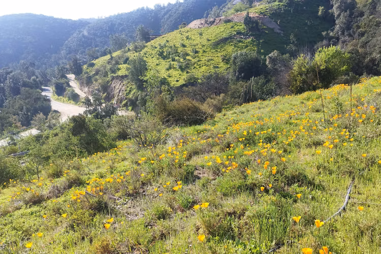 OLMUE EL ENCANTO DE LA NATURALEZA