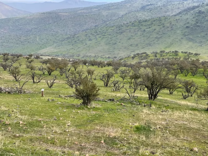 VENTA TERRENO - SITIO 5000MTS Colina - Imagen 3