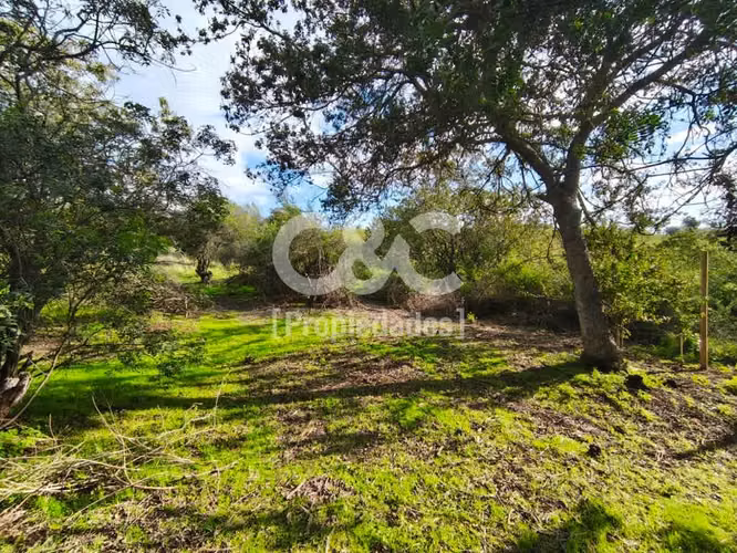 1/2 Há En Valle Alegre Con Maravillosa Vegetación