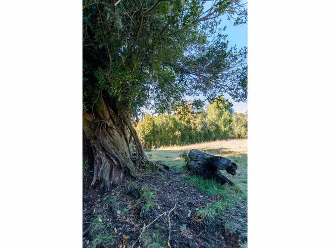 Paisajes del Rupanco, parcelas de 5.000 m2