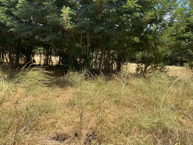 VENDE TERRENO 7.930 M2, ROL PROPIO, LAGUNA ACULEO - PAINE