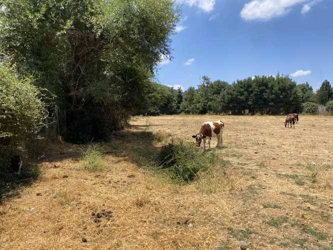 VENDE TERRENO 7.930 M2, ROL PROPIO, LAGUNA ACULEO - PAINE