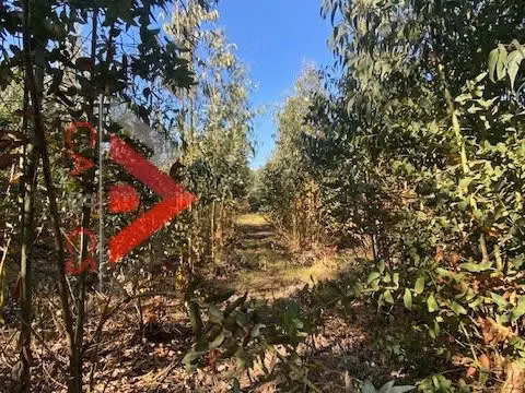 5.000 MT2 EN EL SECTOR DE EL PANGAL DE PUCHUNCAVI, 3 lotes de 5.000 mt2