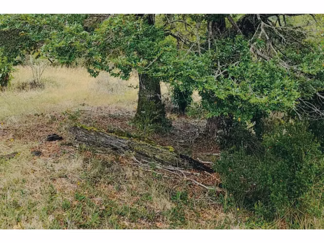 Oportunidad Única en Chiloé: Lote 1 en Laguna Quemchi con Acceso a Laguna Privada.
