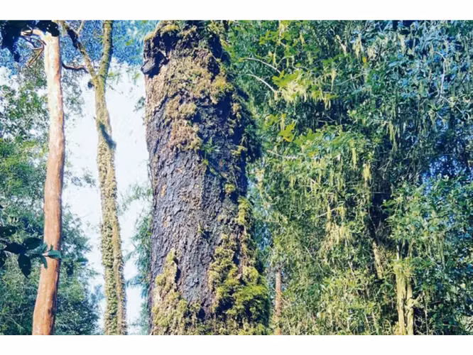 Oportunidad Única en Chiloé: Lote 1 en Laguna Quemchi con Acceso a Laguna Privada.
