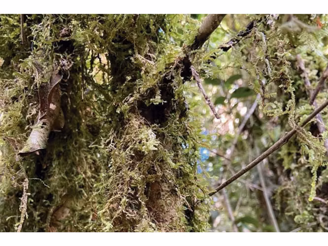 Oportunidad Única en Chiloé: Lote 1 en Laguna Quemchi con Acceso a Laguna Privada.