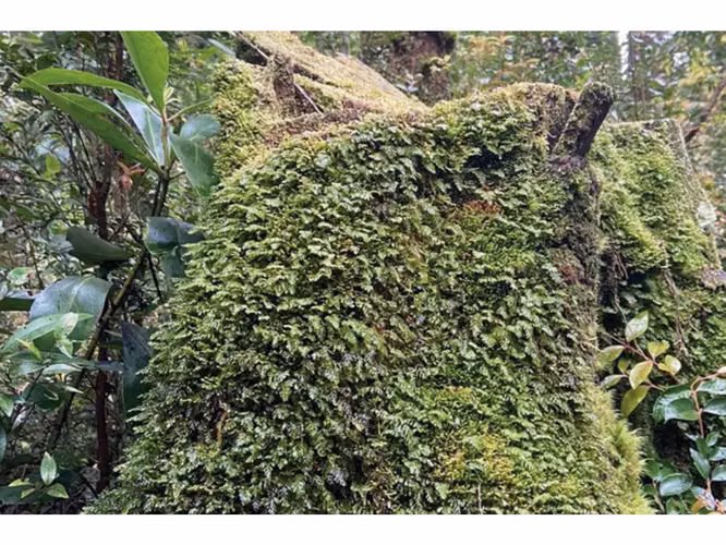 Oportunidad Única en Chiloé: Lote 1 en Laguna Quemchi con Acceso a Laguna Privada.