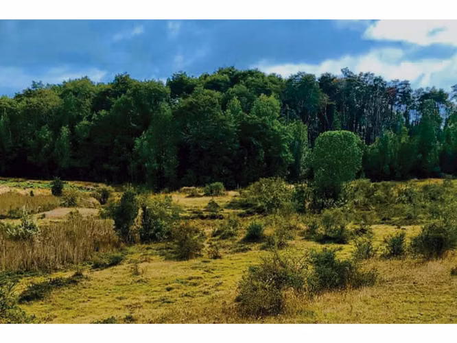 Oportunidad Única en Chiloé: Lote 1 en Laguna Quemchi con Acceso a Laguna Privada.