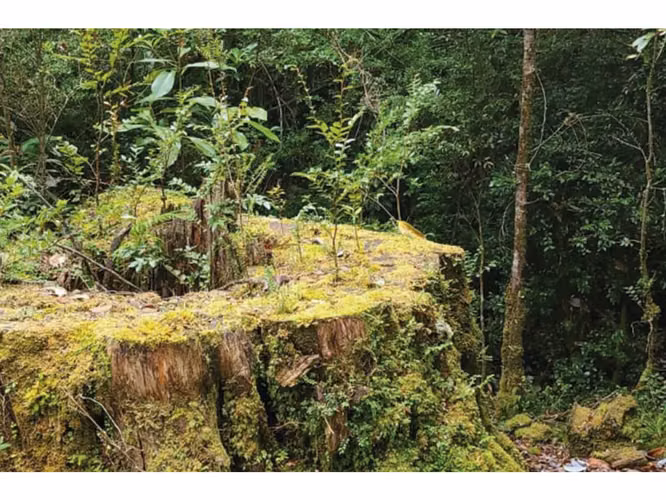 Oportunidad Única en Chiloé: Lote 1 en Laguna Quemchi con Acceso a Laguna Privada.