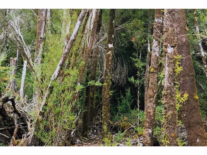Oportunidad Única en Chiloé: Lote 1 en Laguna Quemchi con Acceso a Laguna Privada.