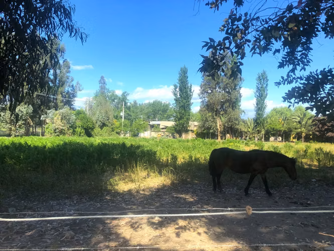 VENDE TERRENO 15,8 Ha  CON LUZ, AGUA, A PASOS DE AUTOPISTA - COLONIAS DE PAINE