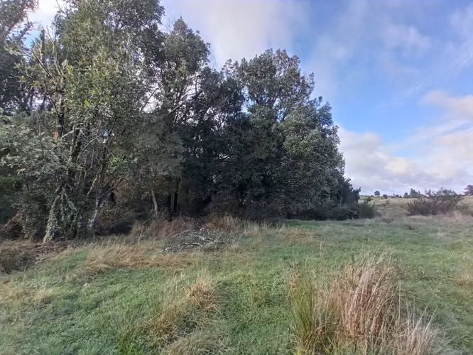 ÚLTIMAS PARCELAS EN BRISAS DE HUILLINCO - DOS CON ELECTRICIDAD - CHILOÉ