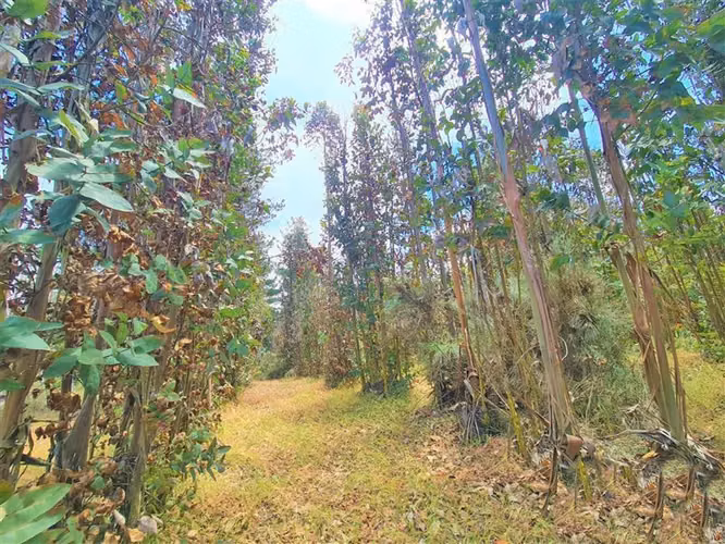 Gran terreno | 11 ha  En El Quisco
