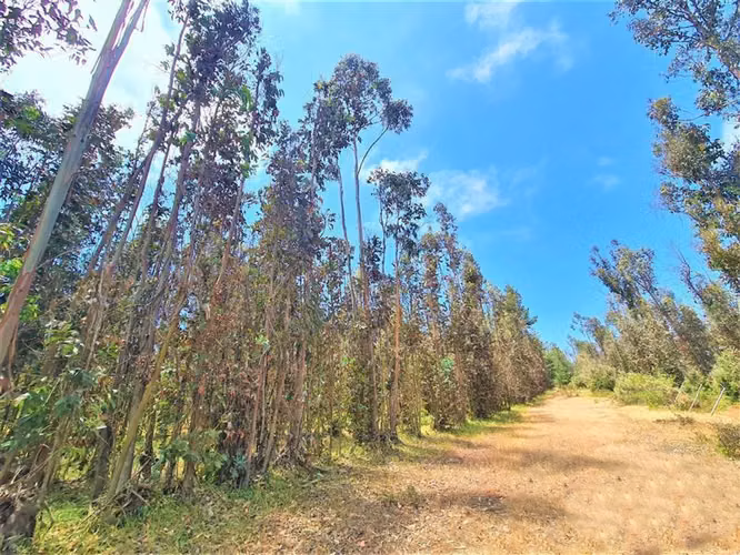 Gran terreno | 11 ha  En El Quisco