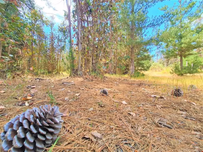 Gran terreno | 11 ha  En El Quisco
