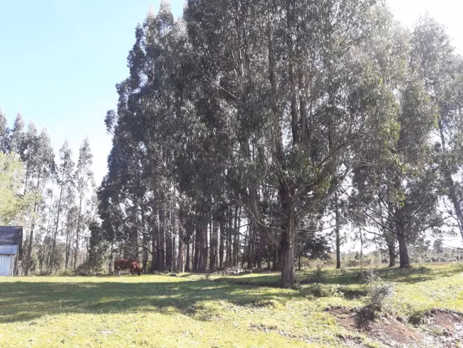 Últimas Parcelas a la Venta en Valle los Canelos, Cercanas a Quemchi