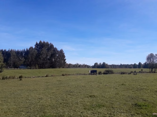 Últimas Parcelas a la Venta en Valle los Canelos, Cercanas a Quemchi