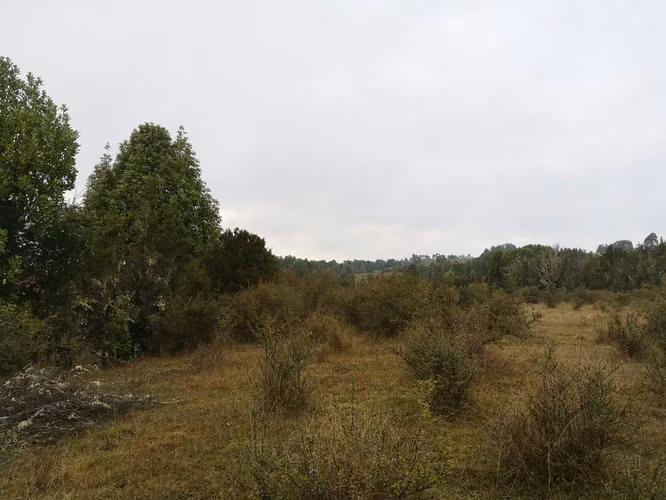 ¡Últimos 3 lotes con electricidad en Costa Los Navegantes, Chiloé